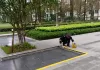 标线焕新｜筑牢安全防线，守护园区同行✨互动抽奖