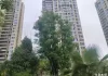 🌲高大树木，🌳撑起天然华盖🏕